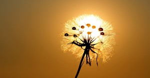 Dandelion in the sun – How to Align Sales and Marketing to Drive Conversions