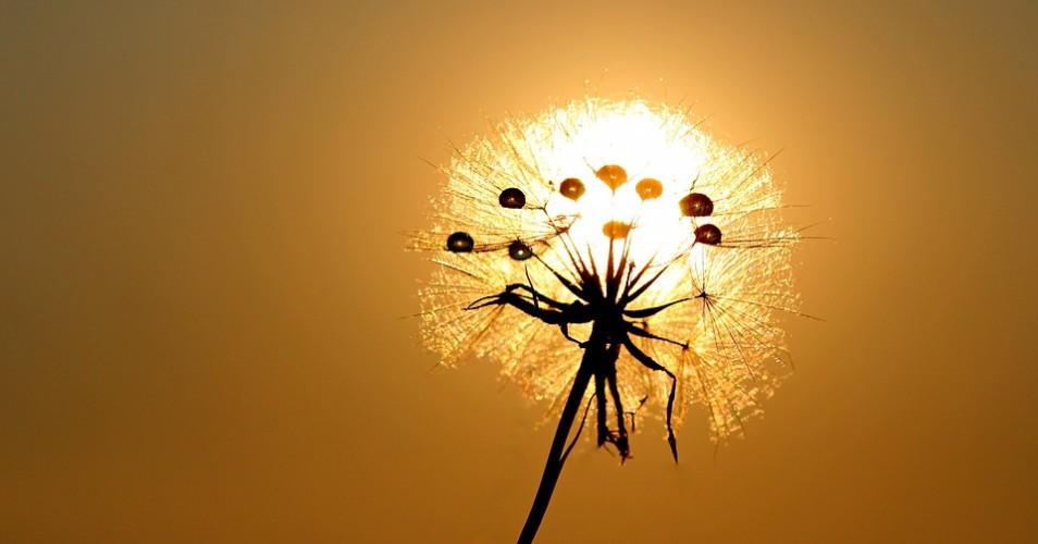 Dandelion in the sun – How to Align Sales and Marketing to Drive Conversions